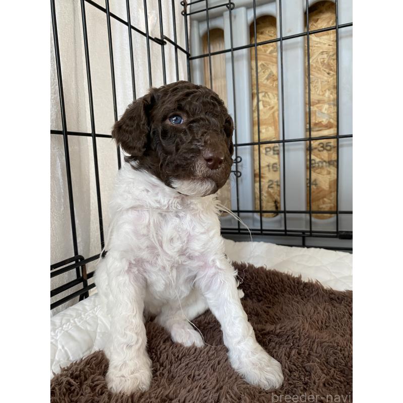 販売中の茨城県のスタンダードプードル-441926の1枚目