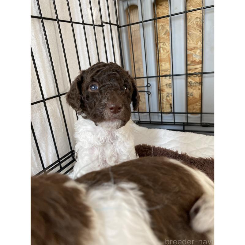 販売中の茨城県のスタンダードプードル-441926の6枚目