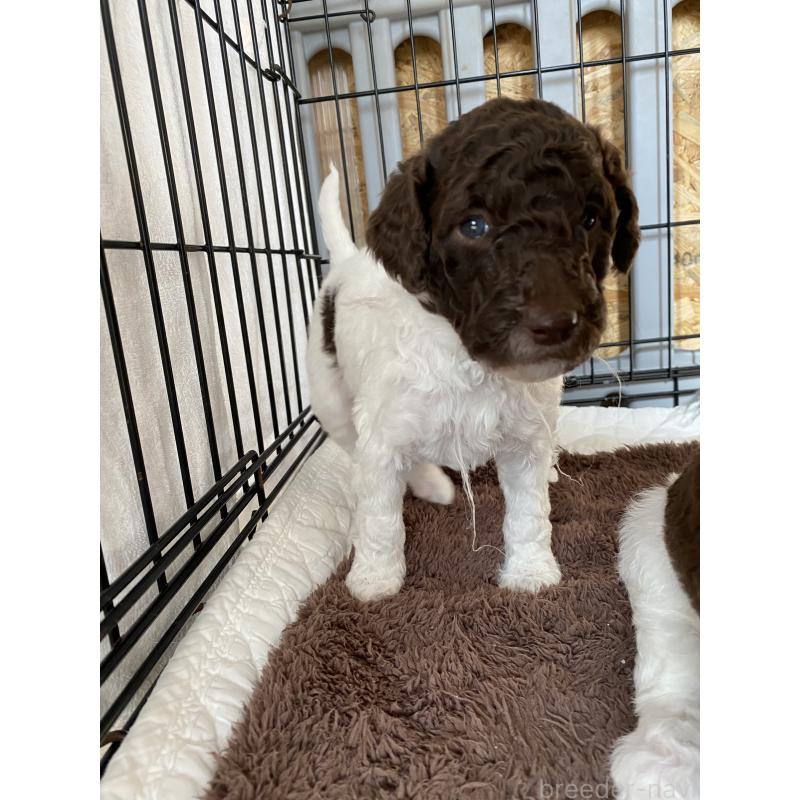 販売中の茨城県のスタンダードプードル-441926の5枚目