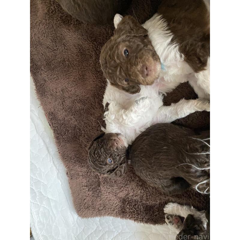 販売中の茨城県のスタンダードプードル-441926の4枚目