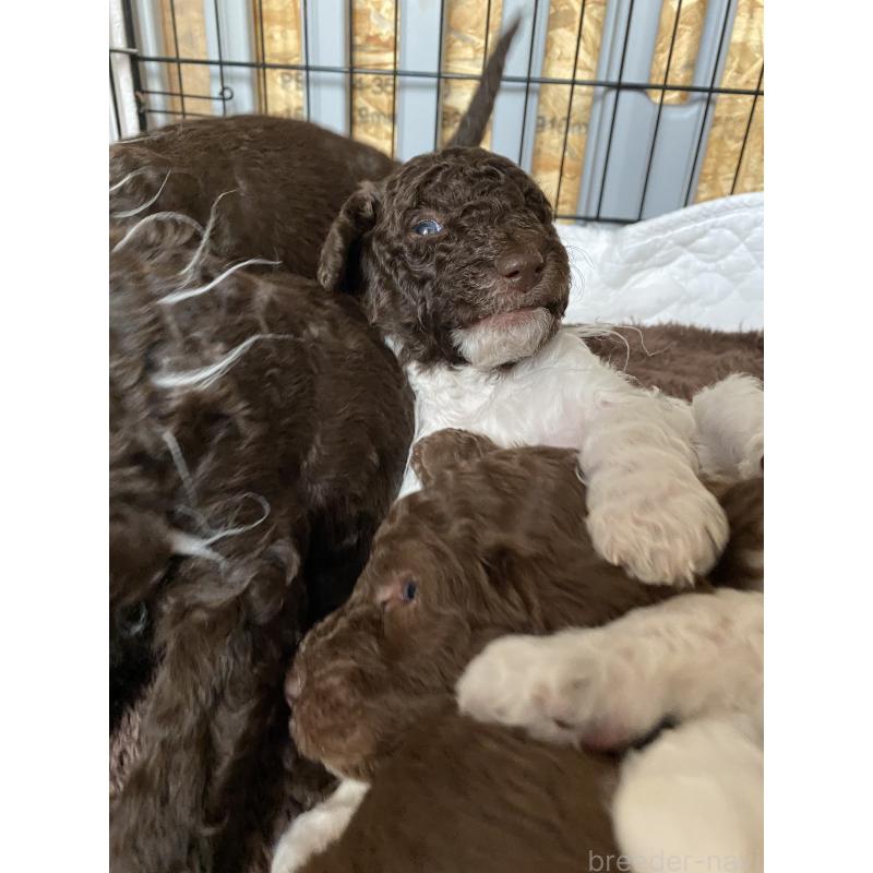 販売中の茨城県のスタンダードプードル-441926の3枚目