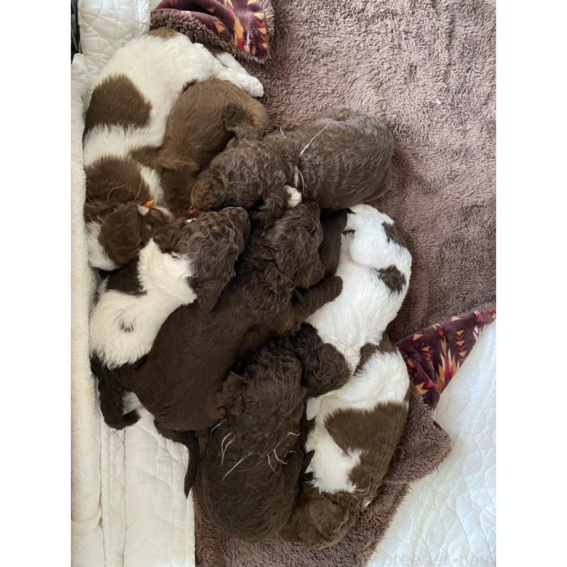 販売中の茨城県のスタンダードプードル-441926の2枚目