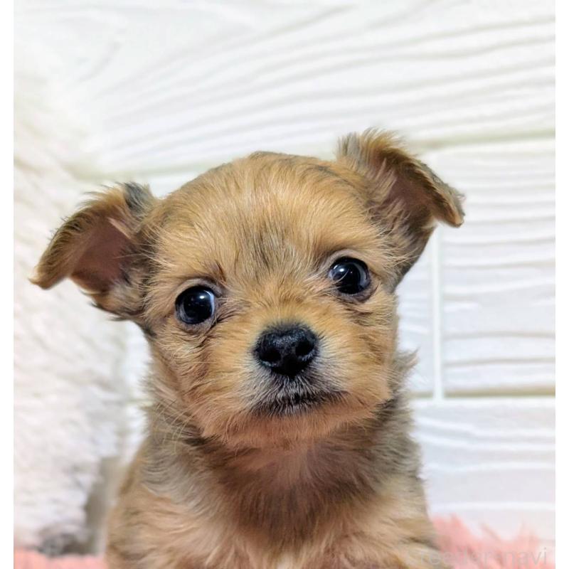 販売中の宮崎県のミックス犬-441929の1枚目