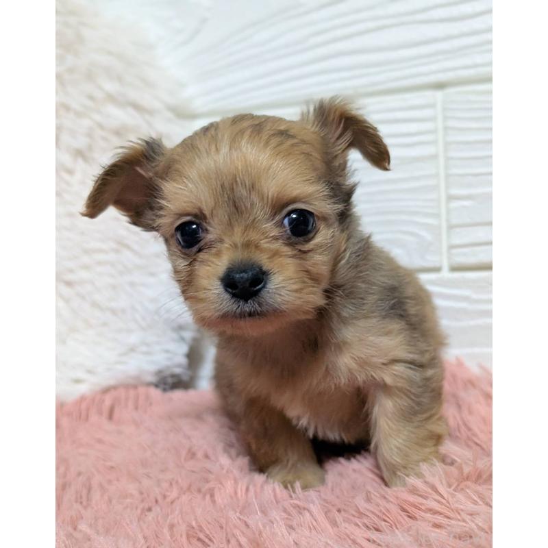 販売中の宮崎県のミックス犬-441929の5枚目