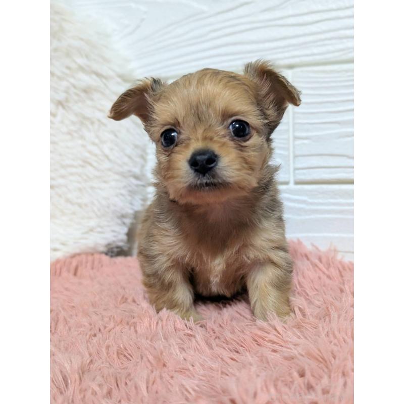 販売中の宮崎県のミックス犬-441929の4枚目