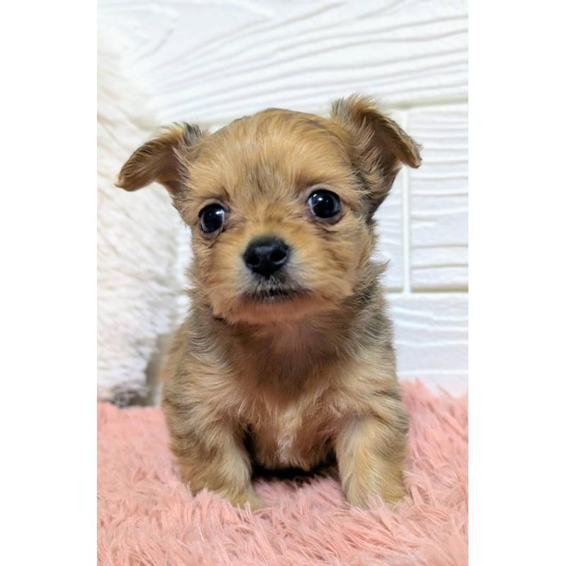 販売中の宮崎県のミックス犬-441929の2枚目