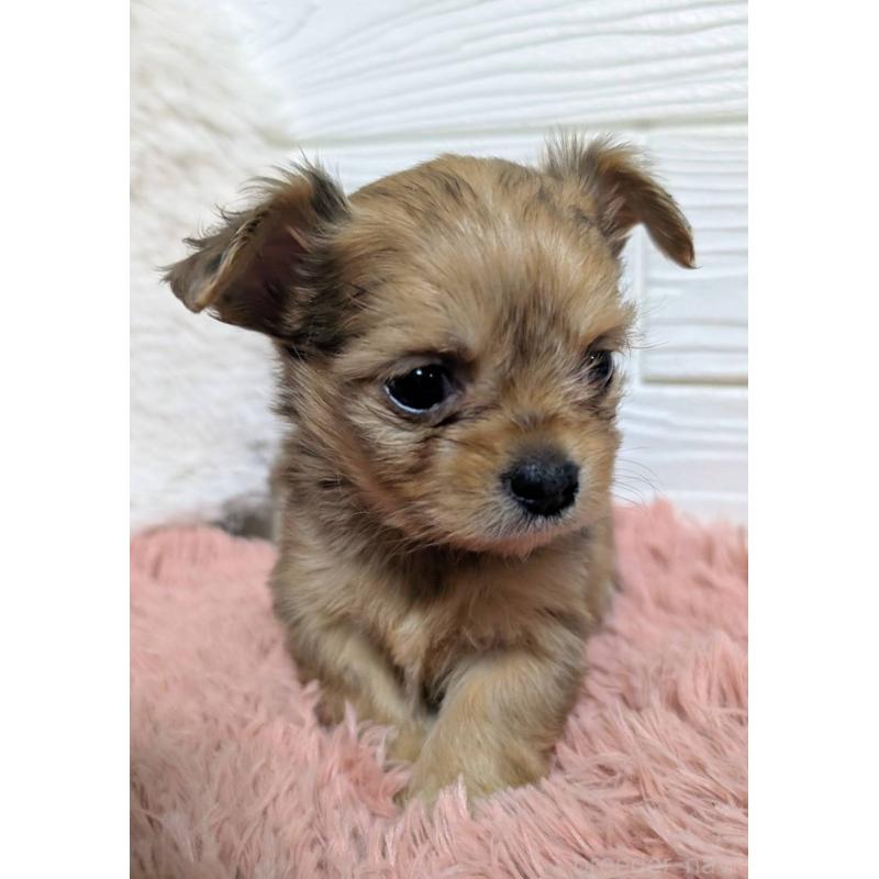 販売中の宮崎県のミックス犬-441929の3枚目