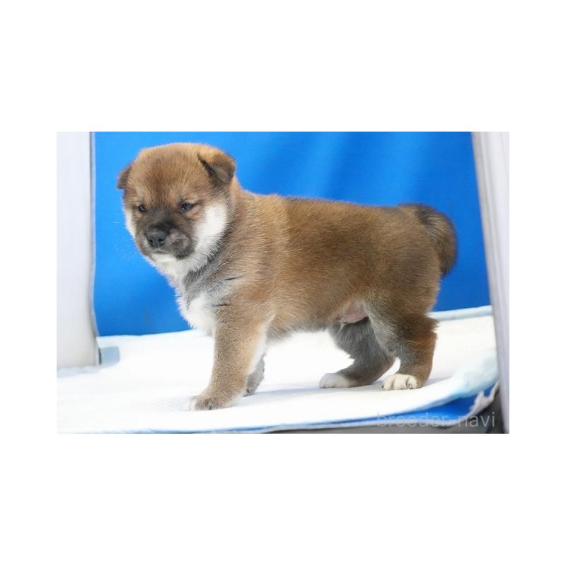 販売中の愛知県の柴犬-441931の5枚目