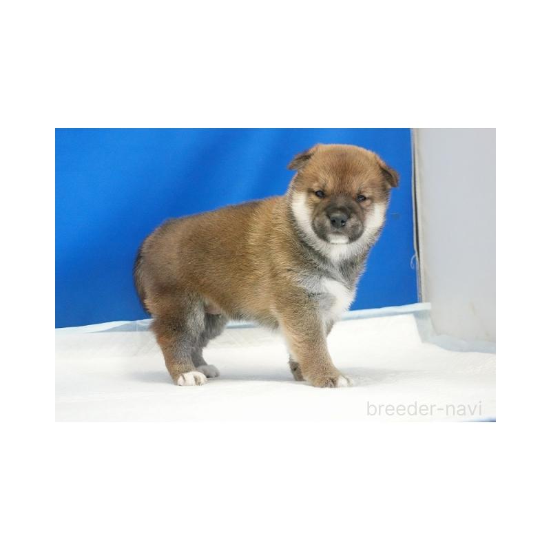 販売中の愛知県の柴犬-441931の4枚目