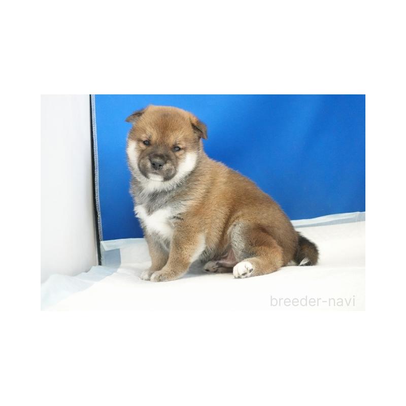 販売中の愛知県の柴犬-441931の3枚目