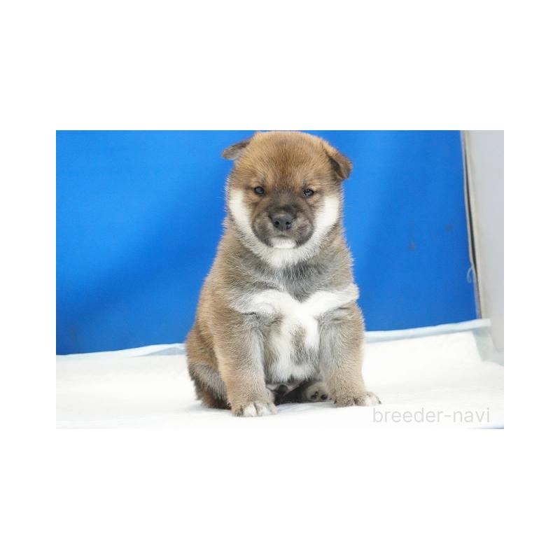 販売中の愛知県の柴犬-441931の2枚目