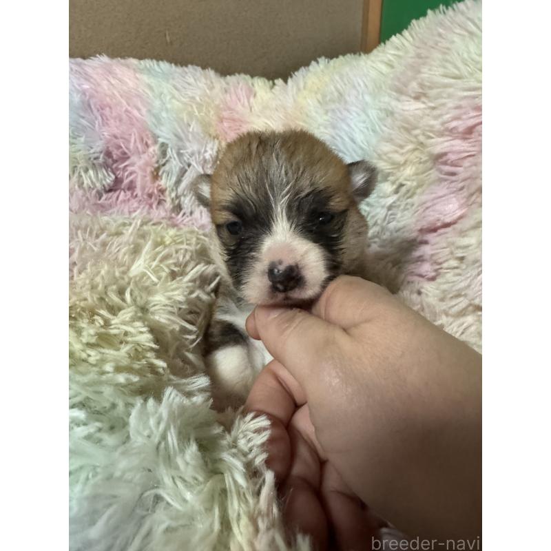 商談中の奈良県のウェルシュコーギーペンブローク-438034の5枚目