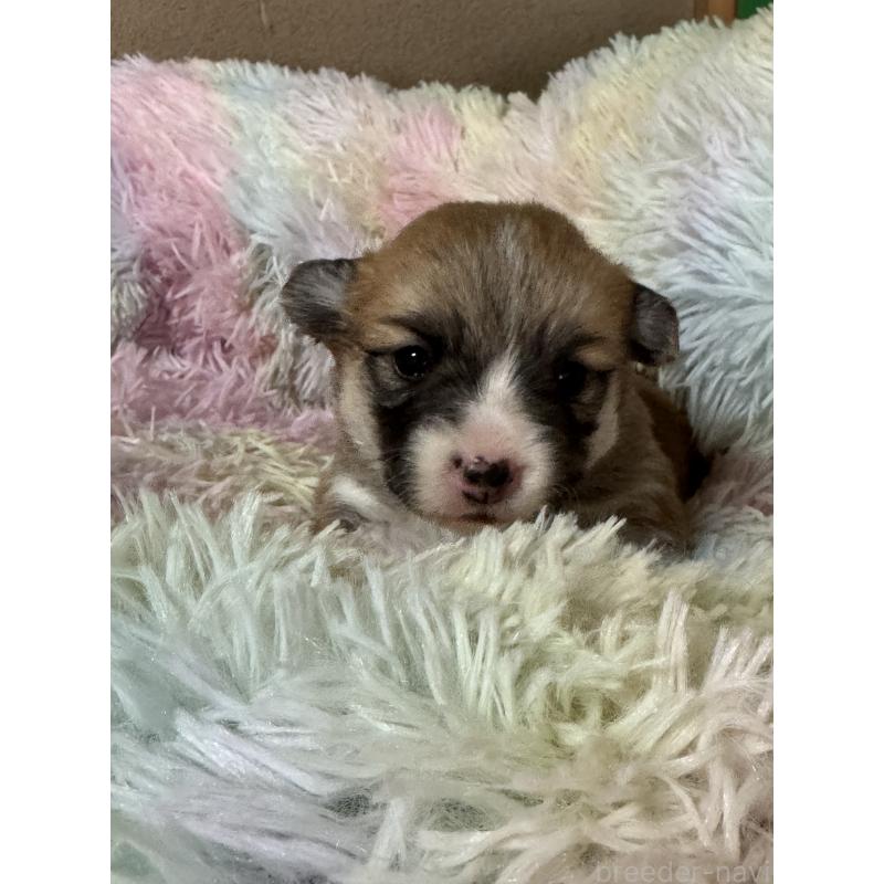 販売中の奈良県のウェルシュコーギーペンブローク-438031の7枚目