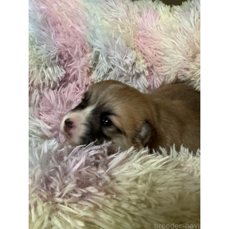 販売中の奈良県のウェルシュコーギーペンブローク-438031の6枚目