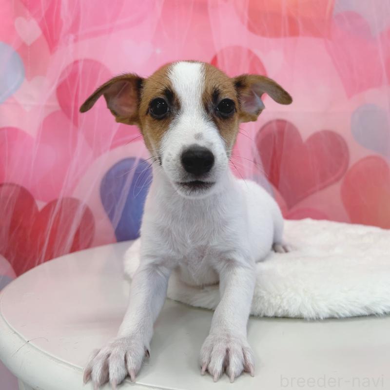 販売中の広島県のジャックラッセルテリア-430125