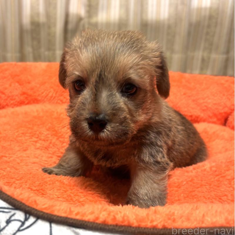 販売中の大阪府のノーフォークテリア-441935の4枚目