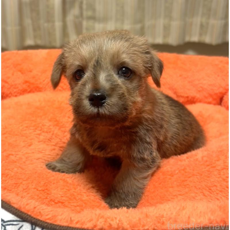 販売中の大阪府のノーフォークテリア-441935の3枚目