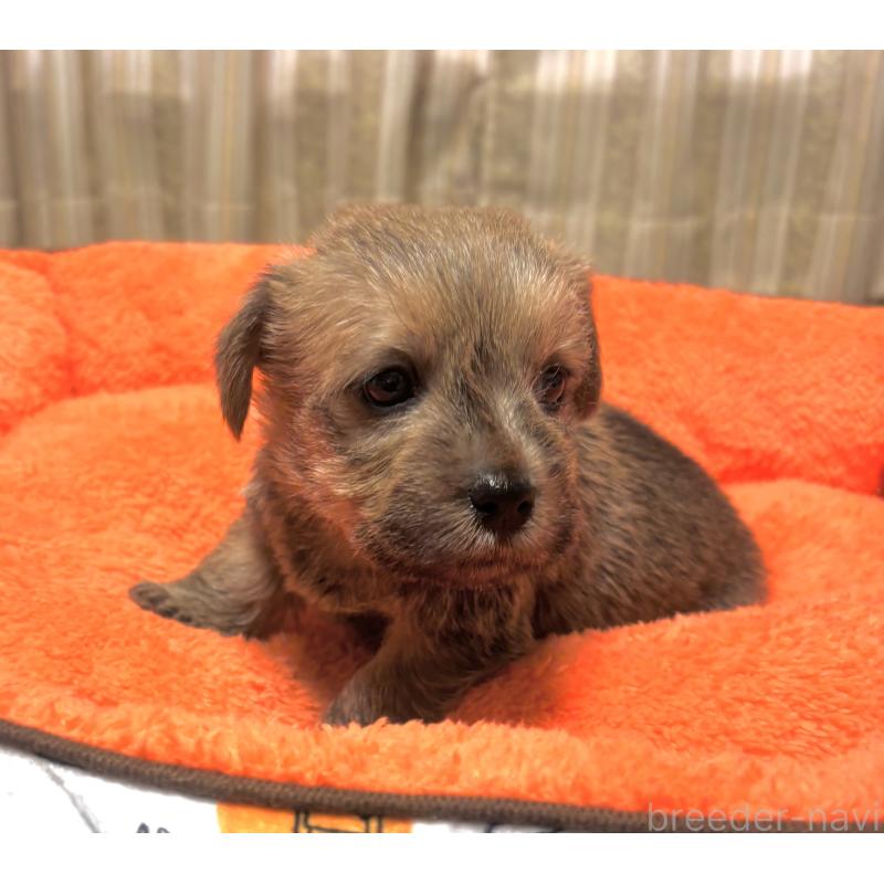 販売中の大阪府のノーフォークテリア-441935の2枚目