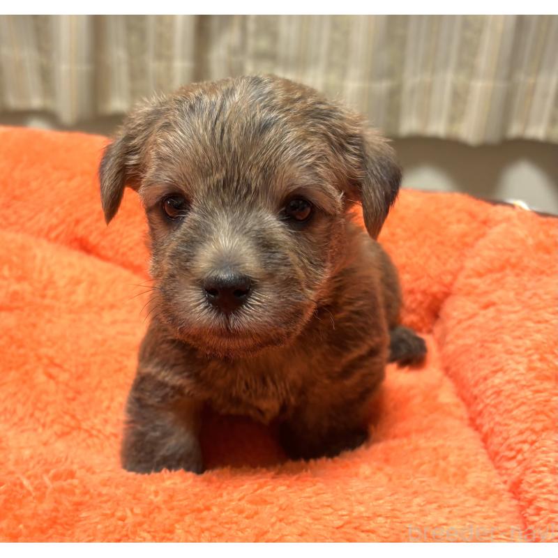 販売中の大阪府のノーフォークテリア-441938の4枚目