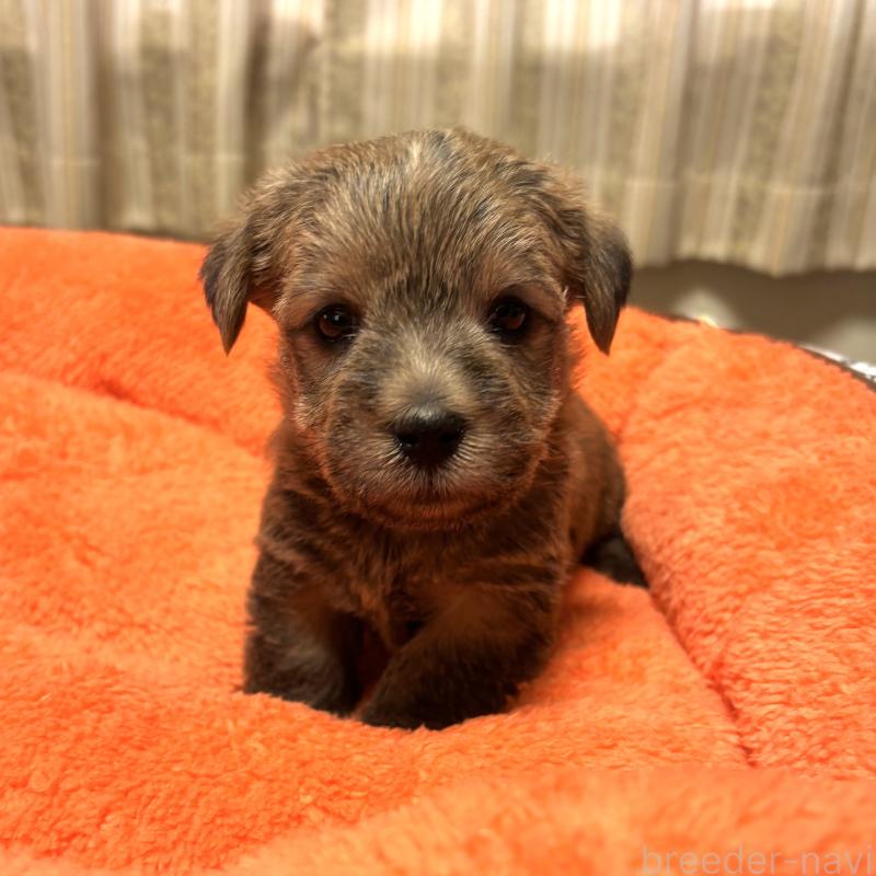 販売中の大阪府のノーフォークテリア-441938の3枚目