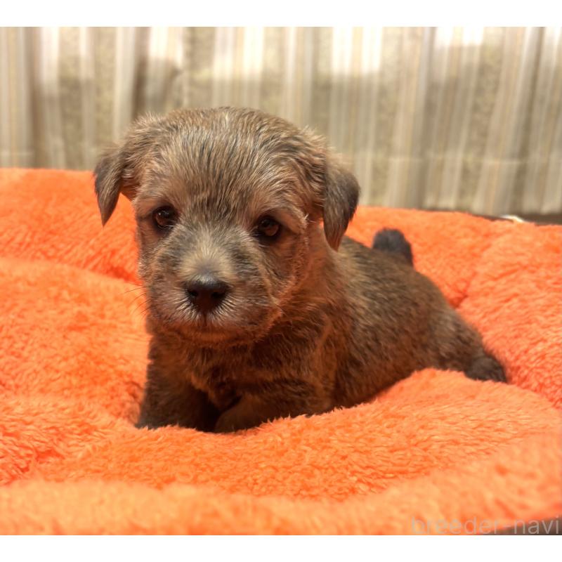 販売中の大阪府のノーフォークテリア-441938の2枚目