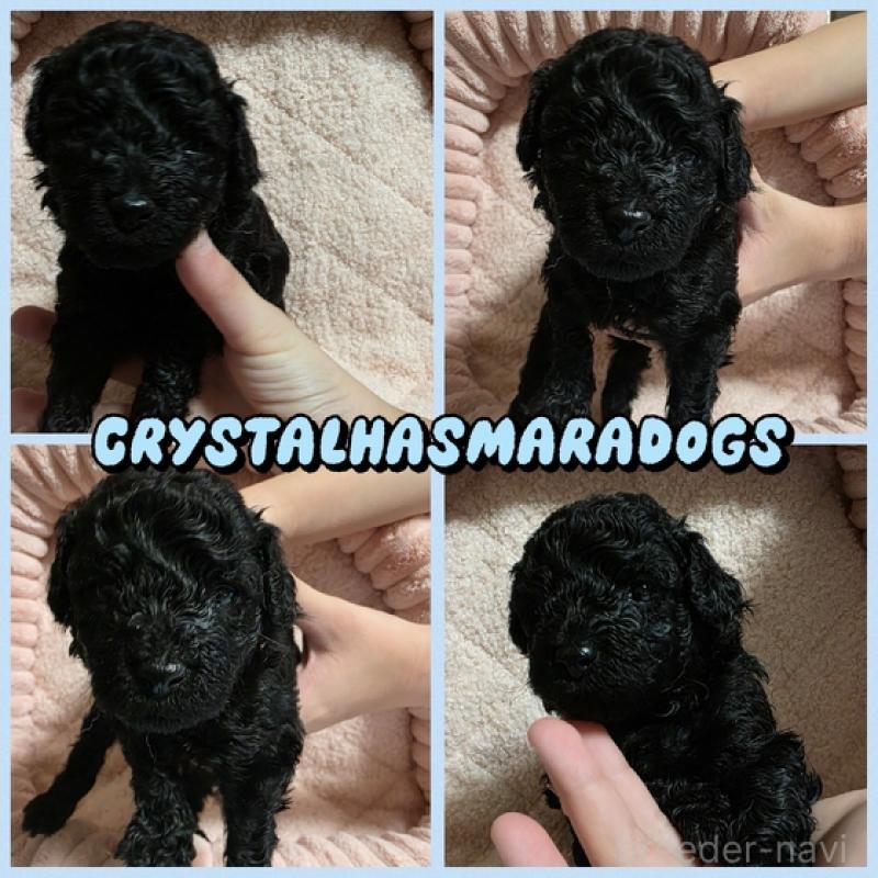 販売中の北海道のトイプードル-441939の1枚目