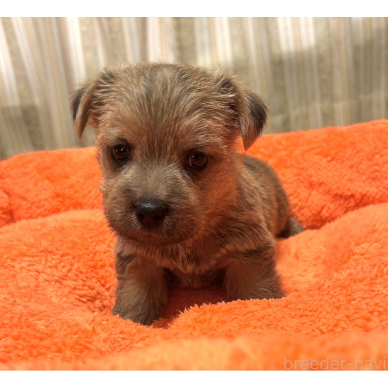 販売中の大阪府のノーフォークテリア-441943の4枚目