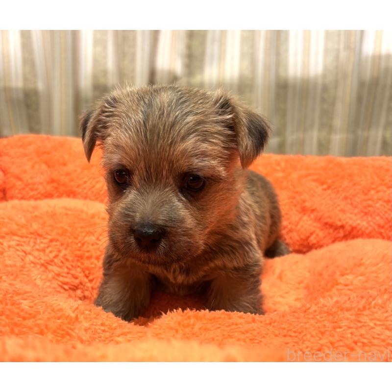 販売中の大阪府のノーフォークテリア-441943の3枚目