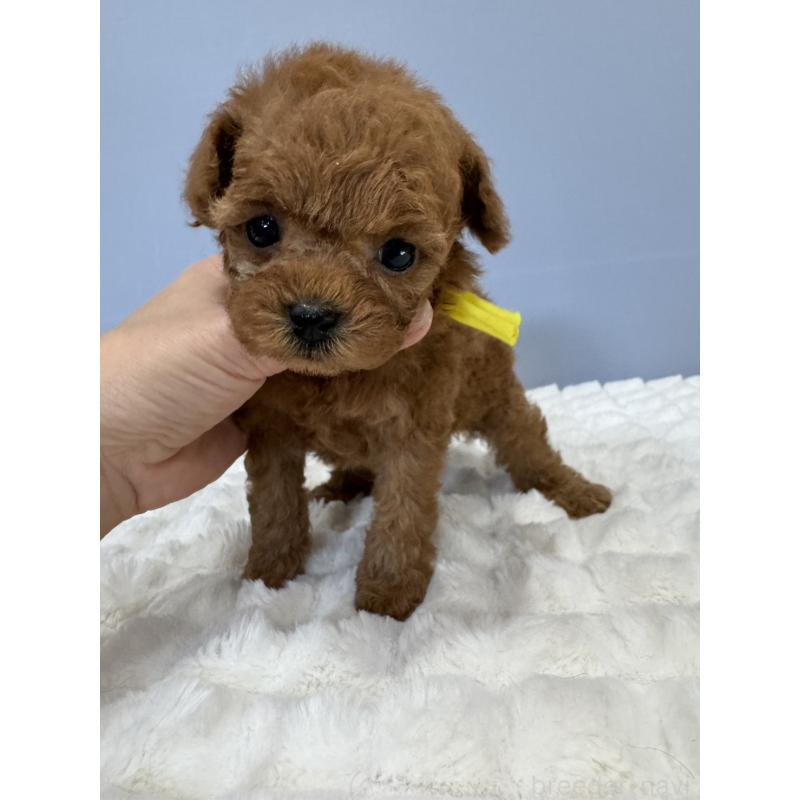 販売中の徳島県のティーカッププードル-441942