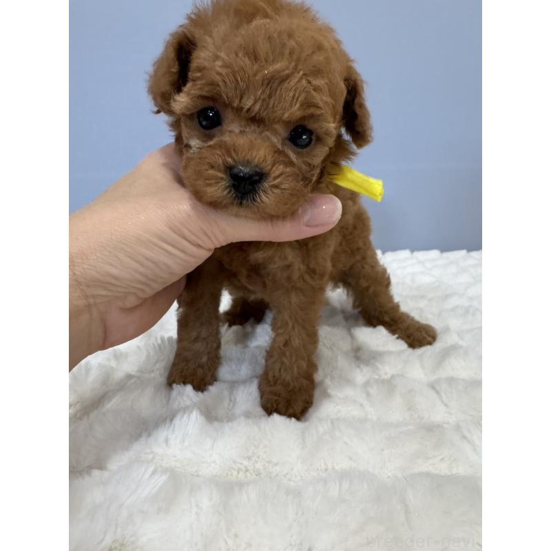 販売中の徳島県のティーカッププードル-441942の8枚目