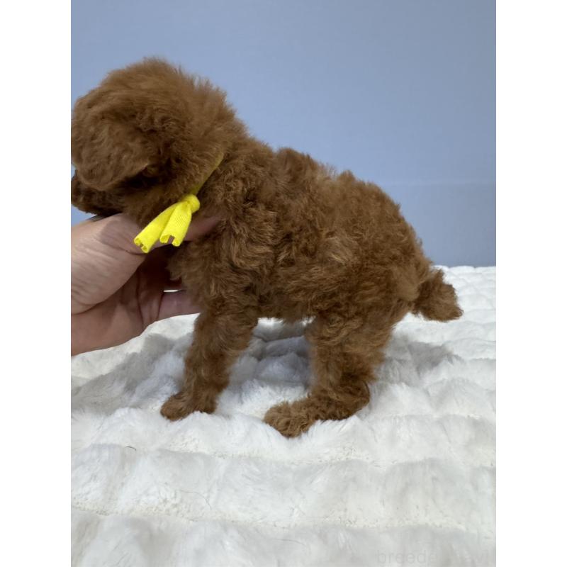 販売中の徳島県のティーカッププードル-441942の6枚目