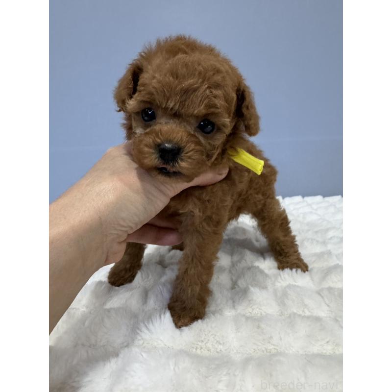 販売中の徳島県のティーカッププードル-441942の3枚目