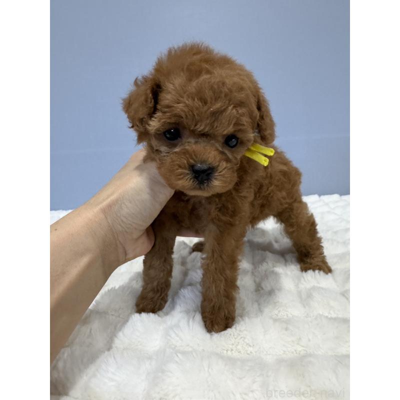 販売中の徳島県のティーカッププードル-441942の2枚目