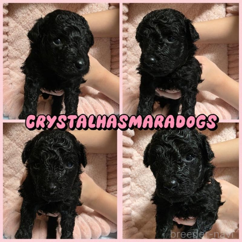 販売中の北海道のトイプードル-441945