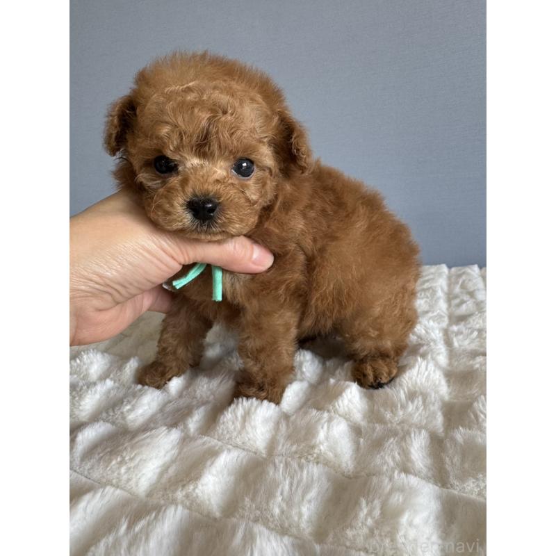 販売中の徳島県のティーカッププードル-441947の12枚目