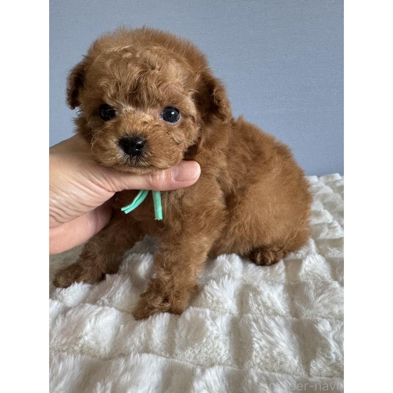 販売中の徳島県のティーカッププードル-441947の11枚目