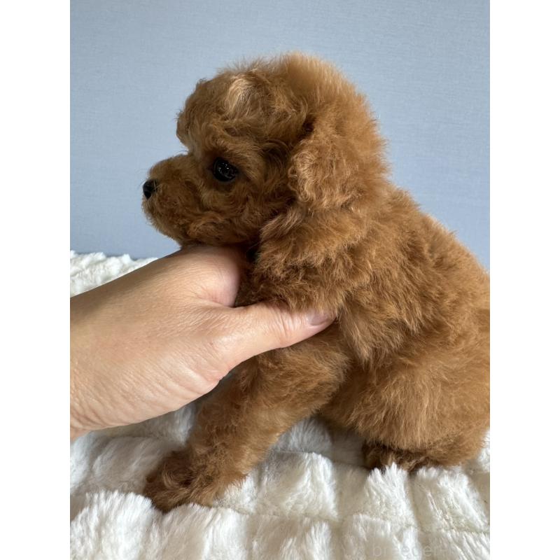 販売中の徳島県のティーカッププードル-441947の10枚目