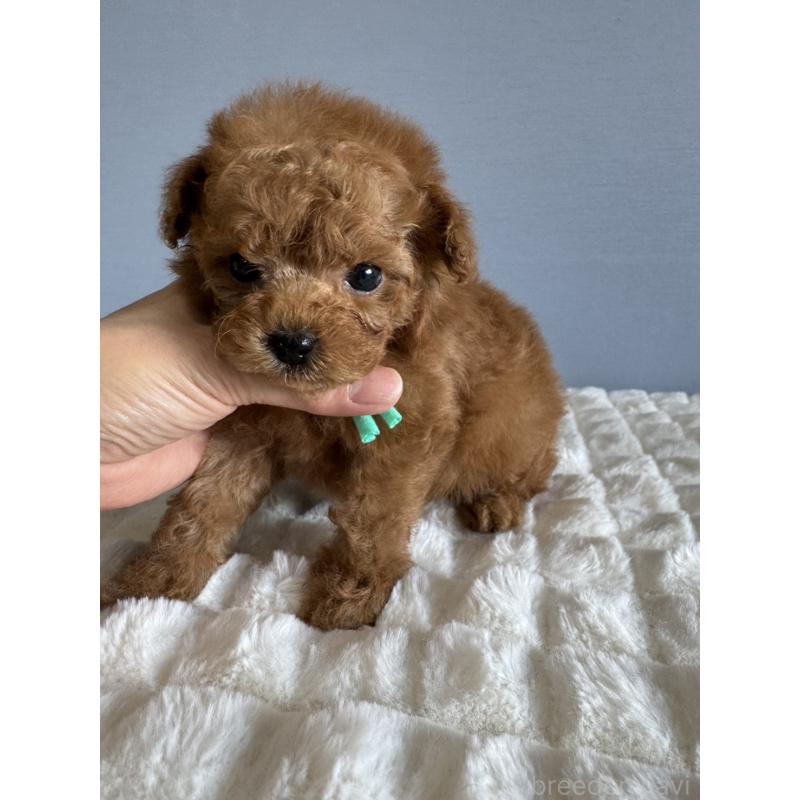 販売中の徳島県のティーカッププードル-441947の9枚目