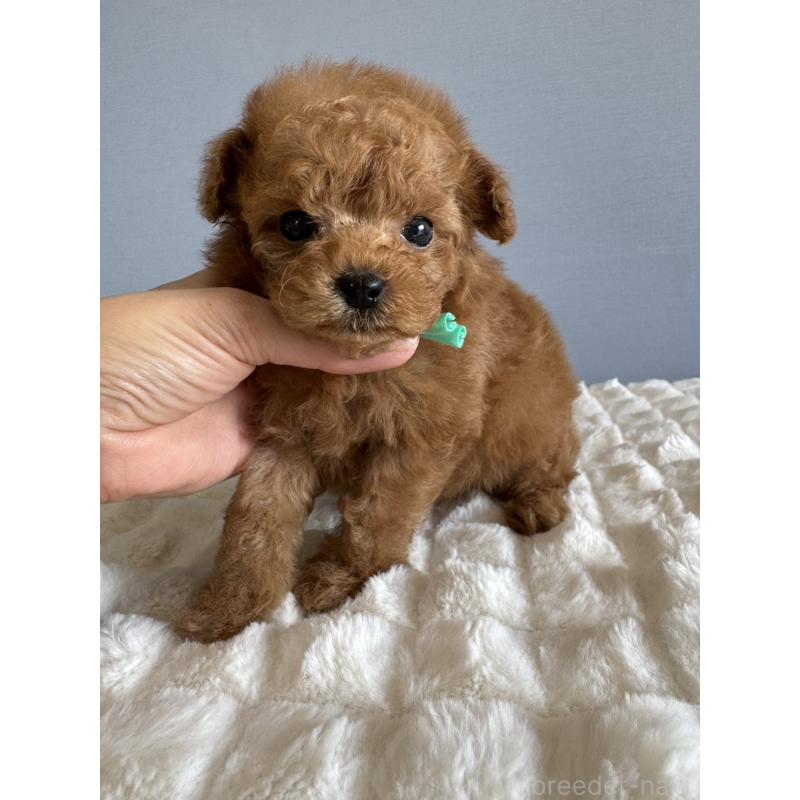 販売中の徳島県のティーカッププードル-441947の8枚目