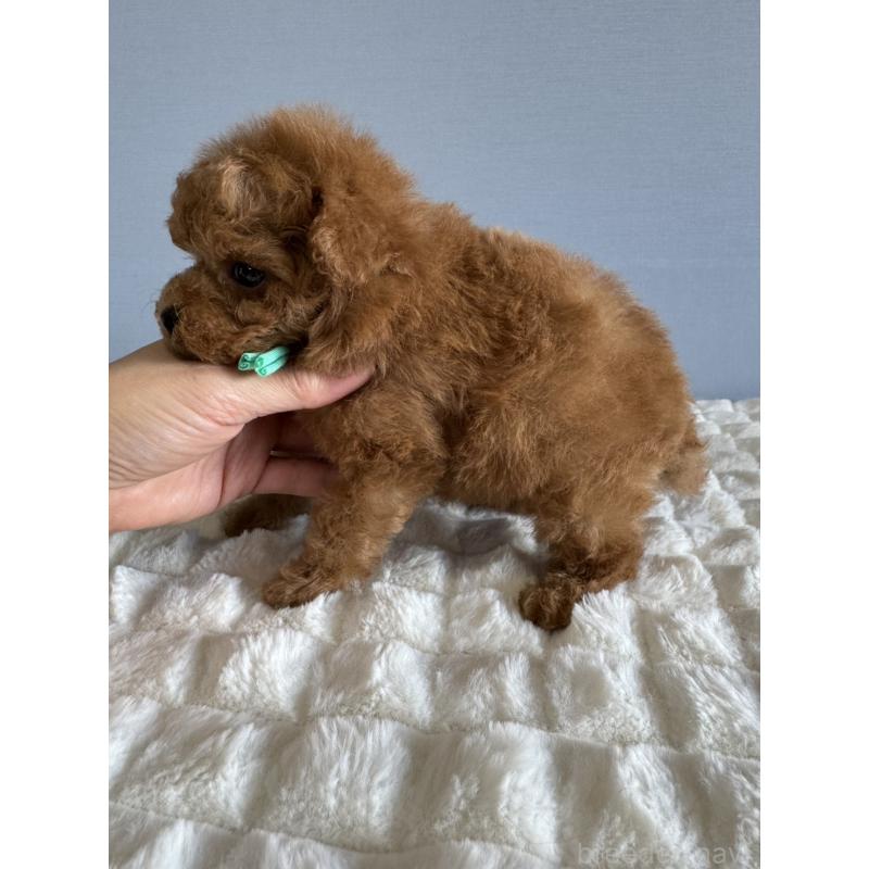 販売中の徳島県のティーカッププードル-441947の7枚目