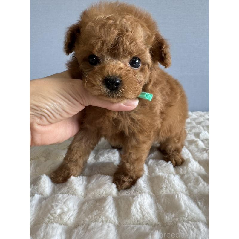 販売中の徳島県のティーカッププードル-441947の6枚目