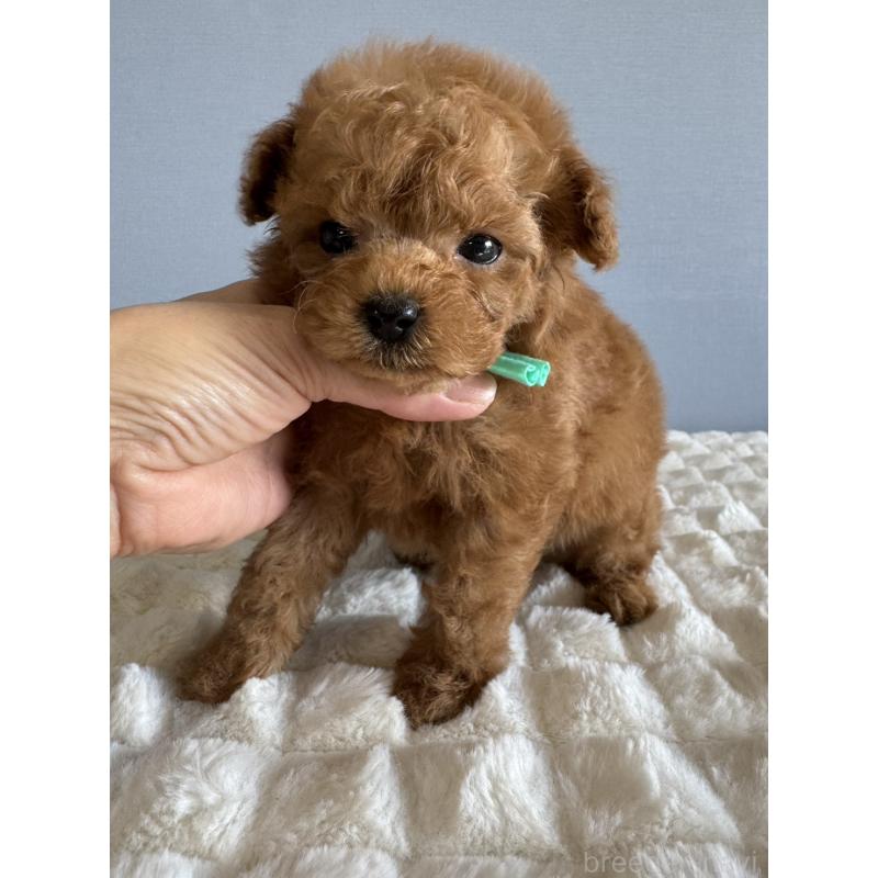 販売中の徳島県のティーカッププードル-441947の5枚目