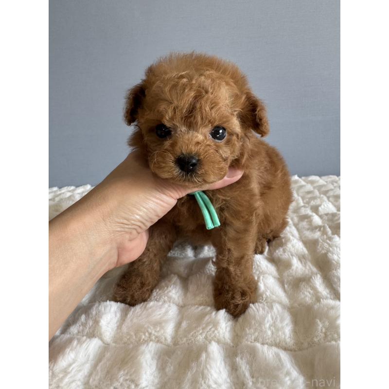 販売中の徳島県のティーカッププードル-441947の4枚目