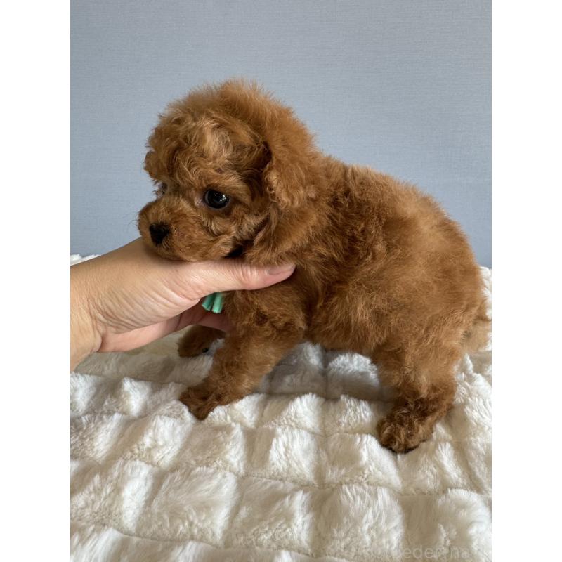 販売中の徳島県のティーカッププードル-441947の3枚目