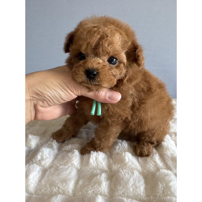 販売中の徳島県のティーカッププードル-441947の2枚目