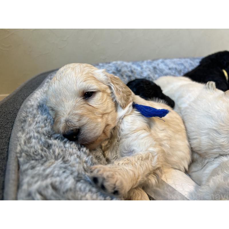 販売中の静岡県のラブラドゥードル:ラブラドールレトリーバー×プードル-439498の7枚目