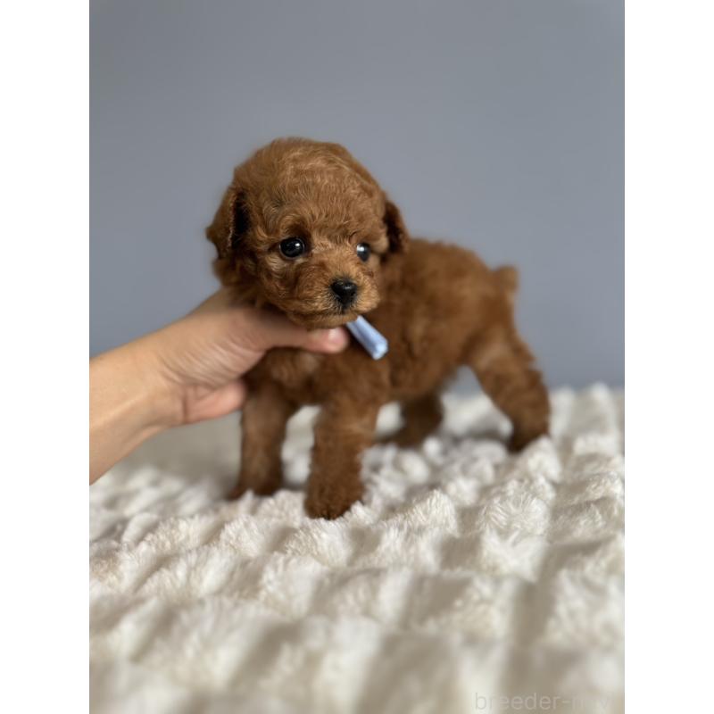 販売中の徳島県のティーカッププードル-441951の14枚目