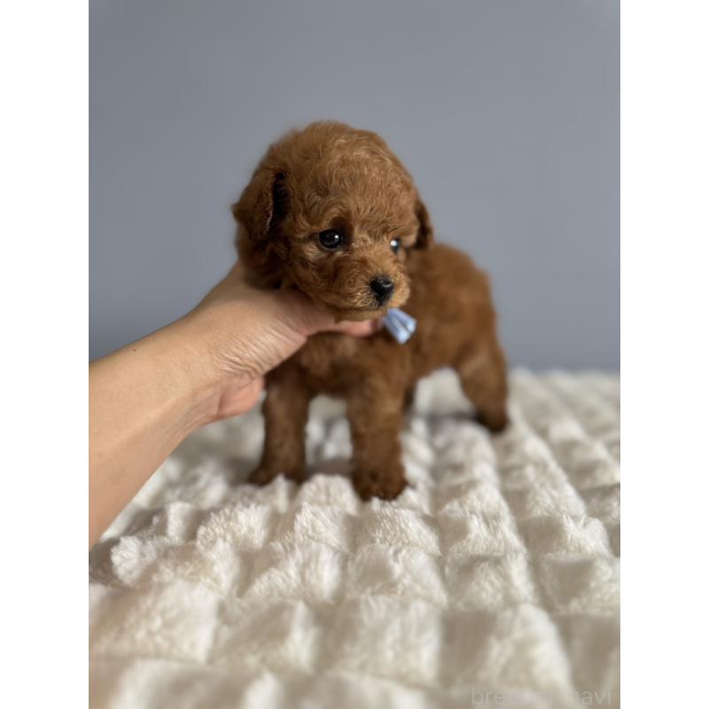 販売中の徳島県のティーカッププードル-441951の13枚目