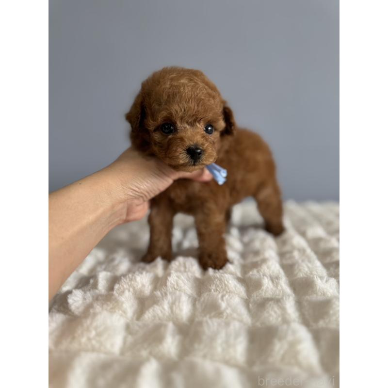 販売中の徳島県のティーカッププードル-441951の12枚目