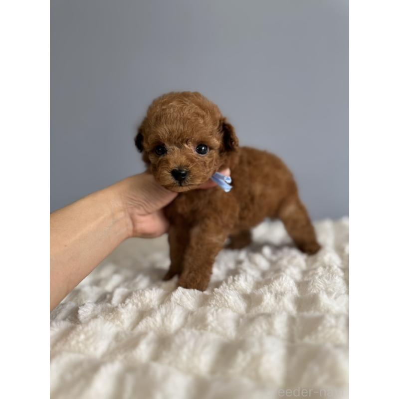 販売中の徳島県のティーカッププードル-441951の11枚目